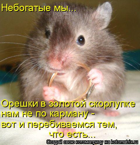 Небогатые мы... Орешки в золотой скорлупке нам не по карману - вот и перебиваемся тем, что есть...... Котоматрица: Небогатые мы... Орешки в золотой скорлупке нам не по карману - вот и перебиваемся тем, что есть...