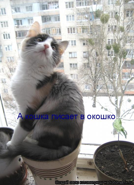 А кошка писает в окошко... Котоматрица: А кошка писает в окошко
