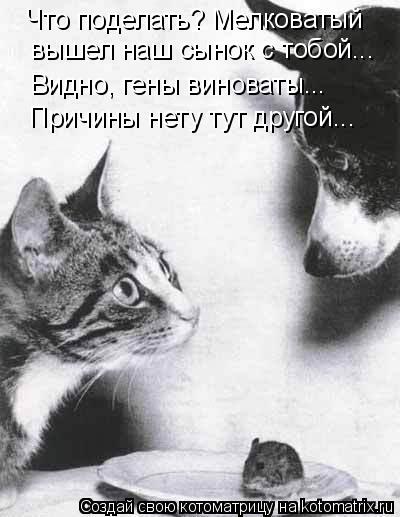 Что поделать? Мелковатый вышел наш сынок с тобой... Видно, гены виноваты... Причины нету тут другой..... Котоматрица: Что поделать? Мелковатый вышел наш сынок с тобой... Видно, гены виноваты... Причины нету тут другой...