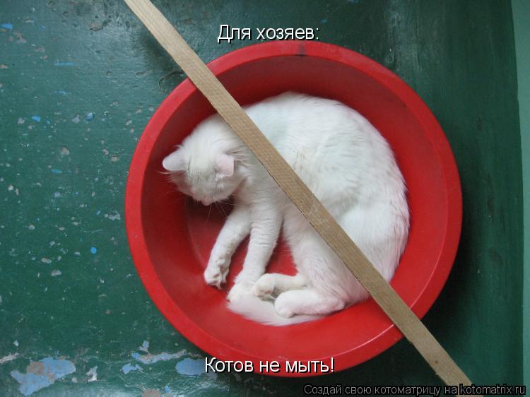 Котов не мыть! Для хозяев:... Котоматрица: Котов не мыть! Для хозяев: