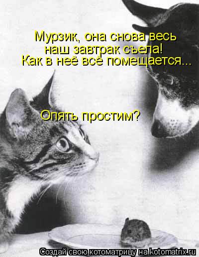 наш завтрак съела! Как в неё всё помещается... Опять простим? Мурзик, она снова весь... Котоматрица: наш завтрак съела! Как в неё всё помещается... Опять простим? Мурзик, она снова весь