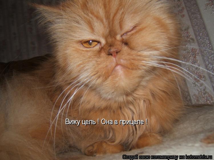 Вижу цель ! Она в прицеле !... Котоматрица: Вижу цель ! Она в прицеле !