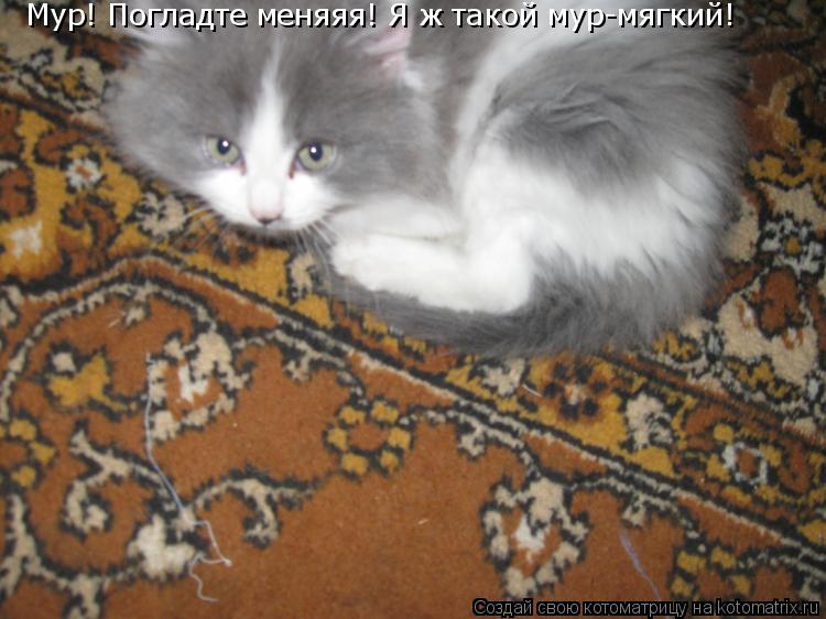 Мур! Погладте меняяя! Я ж такой мур-мягкий!... Котоматрица: Мур! Погладте меняяя! Я ж такой мур-мягкий!