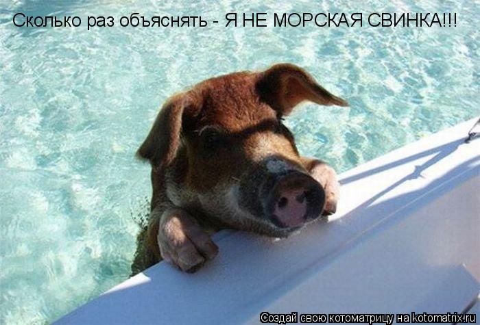 Сколько раз объяснять - Я НЕ МОРСКАЯ СВИНКА!!!... Котоматрица: Сколько раз объяснять - Я НЕ МОРСКАЯ СВИНКА!!!
