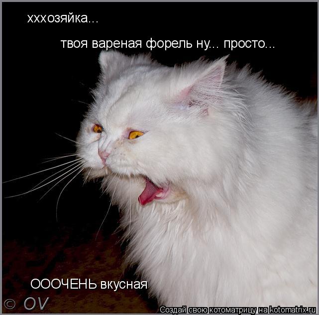 хххозяйка... твоя вареная форель ну... просто... ОООЧЕНЬ вкусная... Котоматрица: хххозяйка... твоя вареная форель ну... просто... ОООЧЕНЬ вкусная