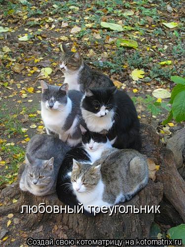 любовный треугольник... Котоматрица: любовный треугольник