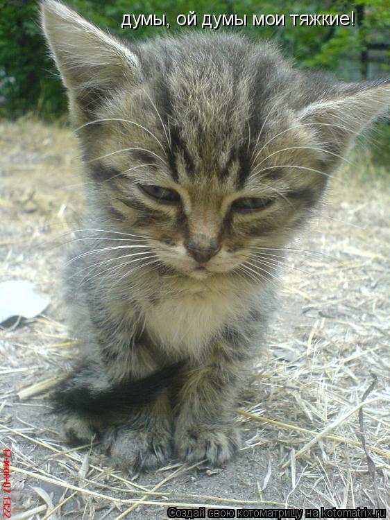думы, ой думы мои тяжкие!... Котоматрица: думы, ой думы мои тяжкие!
