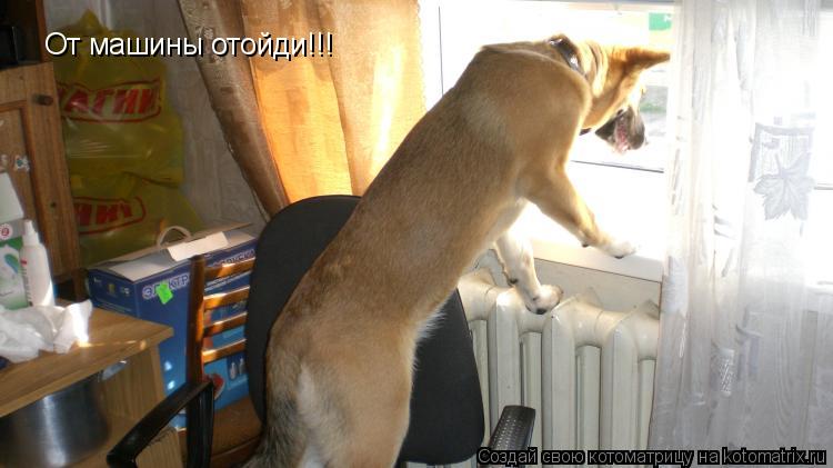 От машины отойди!!!... Котоматрица: От машины отойди!!!