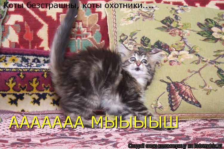 Коты безстрашны, коты охотники.... ААААААА МЫЫЫЫШ... Котоматрица: Коты безстрашны, коты охотники.... ААААААА МЫЫЫЫШ