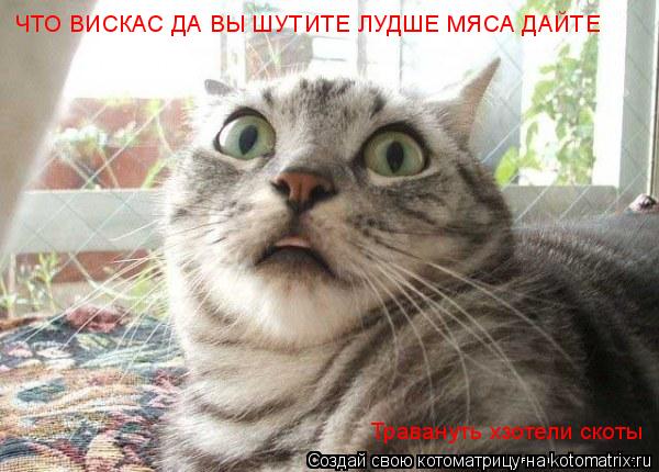ЧТО ВИСКАС ДА ВЫ ШУТИТЕ ЛУДШЕ МЯСА ДАЙТЕ Травануть хзотели скоты... Котоматрица: ЧТО ВИСКАС ДА ВЫ ШУТИТЕ ЛУДШЕ МЯСА ДАЙТЕ Травануть хзотели скоты