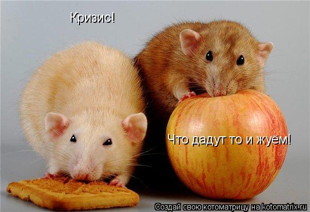 Кризис! Что дадут то и жуём!... Котоматрица: Кризис! Что дадут то и жуём!