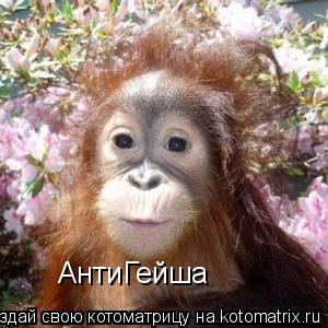 АнтиГейша... Котоматрица: АнтиГейша