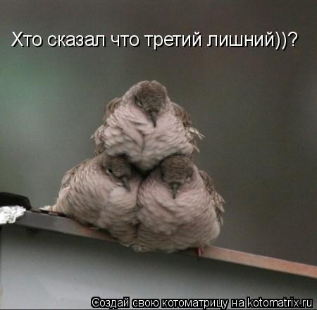 Хто сказал что третий лишний))?... Котоматрица: Хто сказал что третий лишний))?