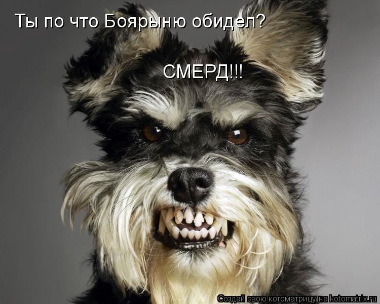 Ты по что Боярыню обидел? СМЕРД!!!... Котоматрица: Ты по что Боярыню обидел? СМЕРД!!!
