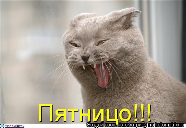 Котоматрица: Пятницо!!!