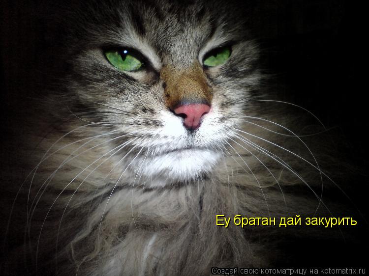 Котоматрица: Еу братан дай закурить
