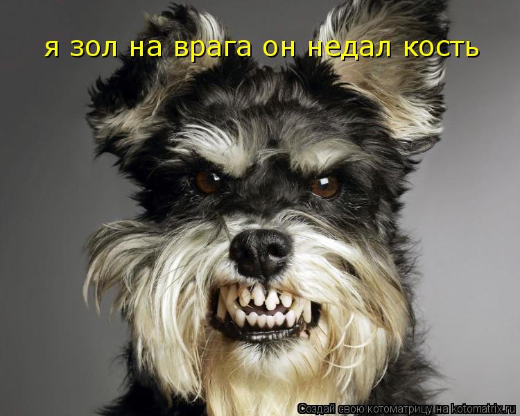 Котоматрица: я зол на врага он недал кость
