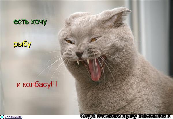 Котоматрица: есть хочу рыбу и колбасу!!!