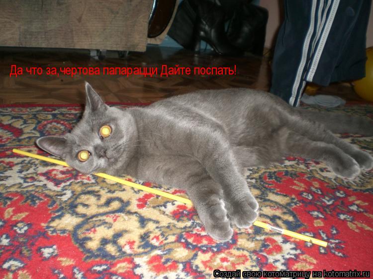 Котоматрица: Да что за,чертова папарацци Дайте поспать!