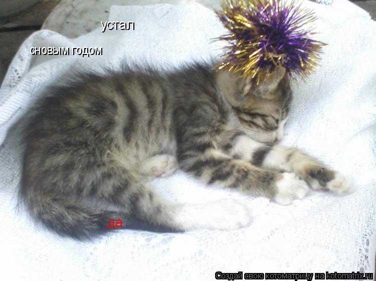Котоматрица: устал да сновым годом