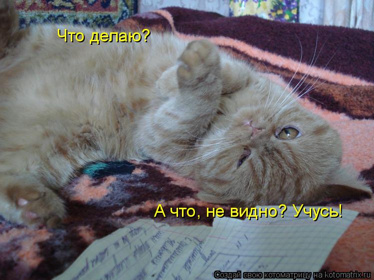 Котоматрица: Что делаю?  А что, не видно? Учусь!