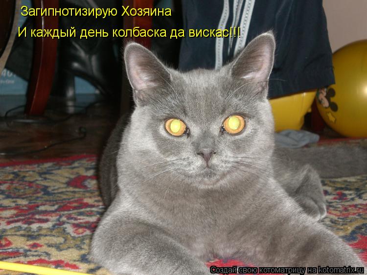 Котоматрица: Загипнотизирую Хозяина И каждый день колбаска да вискас!!!