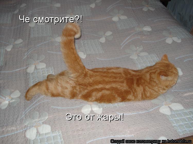 Котоматрица: Че смотрите?! Это от жары!