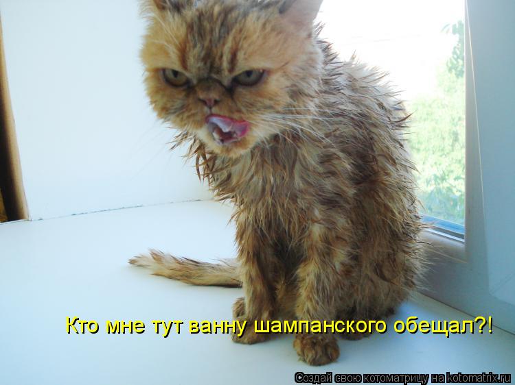 Котоматрица: Кто мне тут ванну шампанского обещал?!