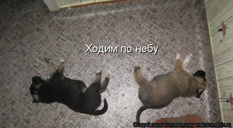 Котоматрица: Ходим по небу