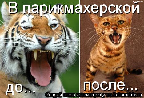 Котоматрица: В парикмахерской до... после...