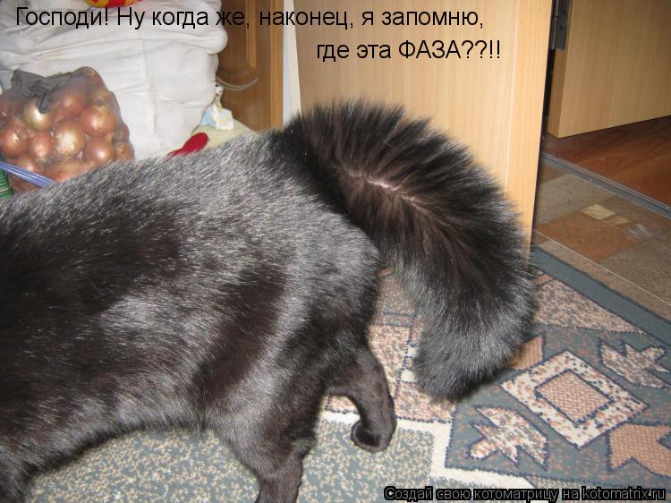 Котоматрица: Господи! Ну когда же, наконец, я запомню, где эта ФАЗА??!!