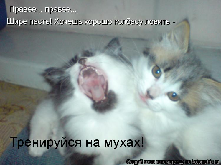 Котоматрица: Правее... правее... Шире пасть! Хочешь хорошо колбасу ловить - Тренируйся на мухах!