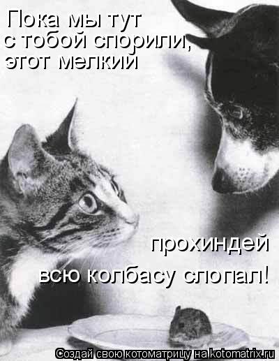 Котоматрица: Пока мы тут  с тобой спорили, этот мелкий прохиндей всю колбасу слопал!