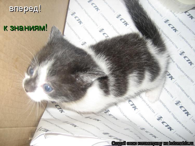 Котоматрица: вперед!  к знаниям!
