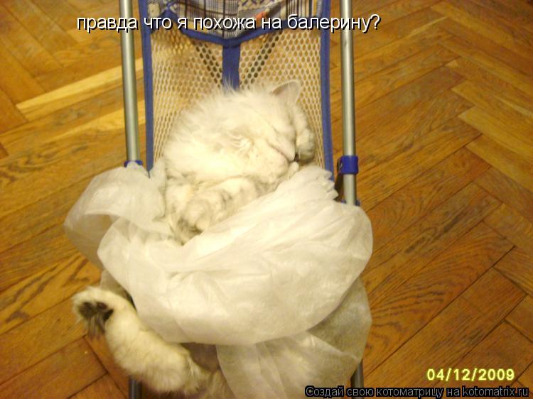 правда что я похожа на балерину?... Котоматрица: правда что я похожа на балерину?