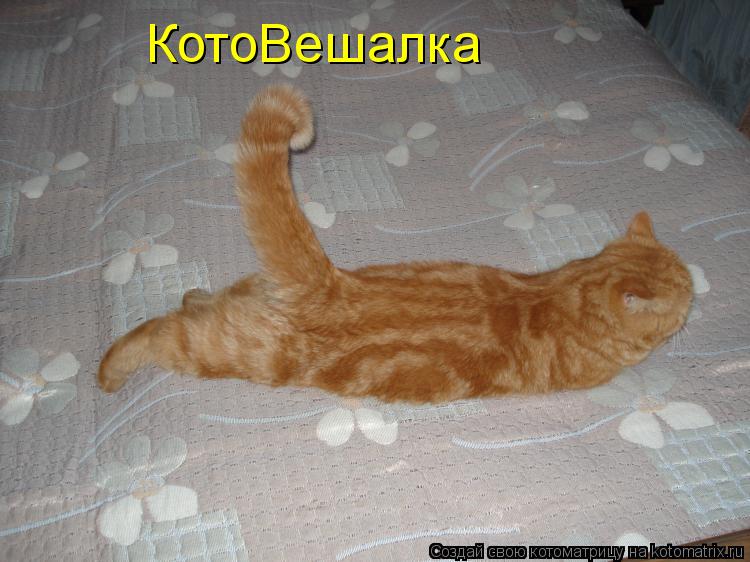 КотоВешалка... Котоматрица: КотоВешалка