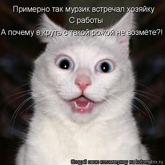 Примерно так мурзик встречал хозяйку С работы А почему в круть с такой рожой не возмёте?!... Котоматрица: Примерно так мурзик встречал хозяйку С работы А почему в круть с такой рожой не возмёте?!