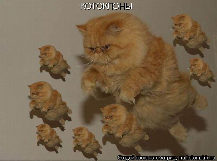 КОТОКЛОНЫ... Котоматрица: КОТОКЛОНЫ