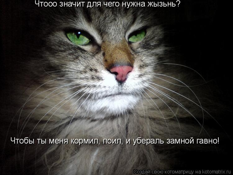 Чтооо значит для чего нужна жызьнь? Чтобы ты меня кормил, поил, и убераль замной гавно!... Котоматрица: Чтооо значит для чего нужна жызьнь? Чтобы ты меня кормил, поил, и убераль замной гавно!