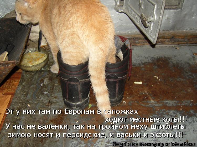 Эт у них там по Европам в сапожках ходют местные коты!!! У нас не валенки, так на тройном меху штибл... Котоматрица: Эт у них там по Европам в сапожках ходют местные коты!!! У нас не валенки, так на тройном меху штиблеты зимою носят и персидские, и васьки и эк