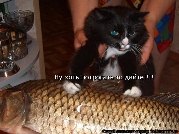 Ну хоть потрогать то дайте!!!!... Котоматрица: Ну хоть потрогать то дайте!!!!