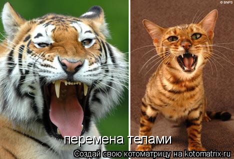 перемена телами... Котоматрица: перемена телами