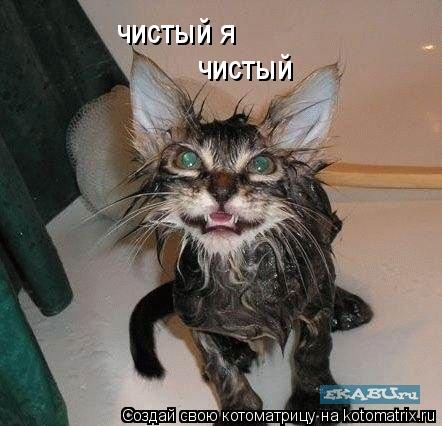 чистый я чистый... Котоматрица: чистый я чистый