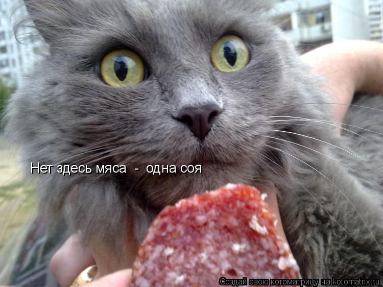 Нет здесь мяса - одна соя... Котоматрица: Нет здесь мяса - одна соя