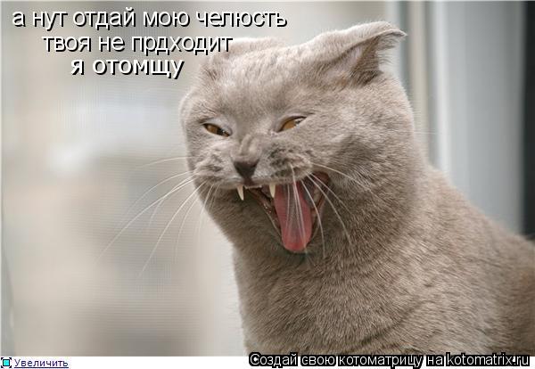 а нут отдай мою челюсть твоя не прдходит я отомщу... Котоматрица: а нут отдай мою челюсть твоя не прдходит я отомщу