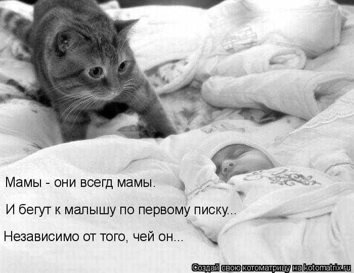 Мамы - они всегд мамы. И бегут к малышу по первому писку... Независимо от того, чей он...... Котоматрица: Мамы - они всегд мамы. И бегут к малышу по первому писку... Независимо от того, чей он...
