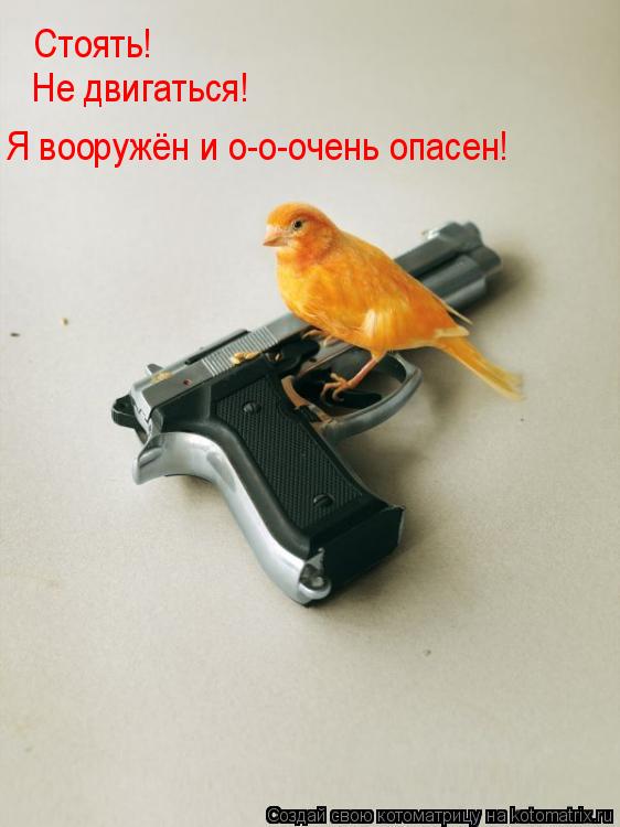 Стоять! Не двигаться! Я вооружён и о-о-очень опасен!... Котоматрица: Стоять! Не двигаться! Я вооружён и о-о-очень опасен!