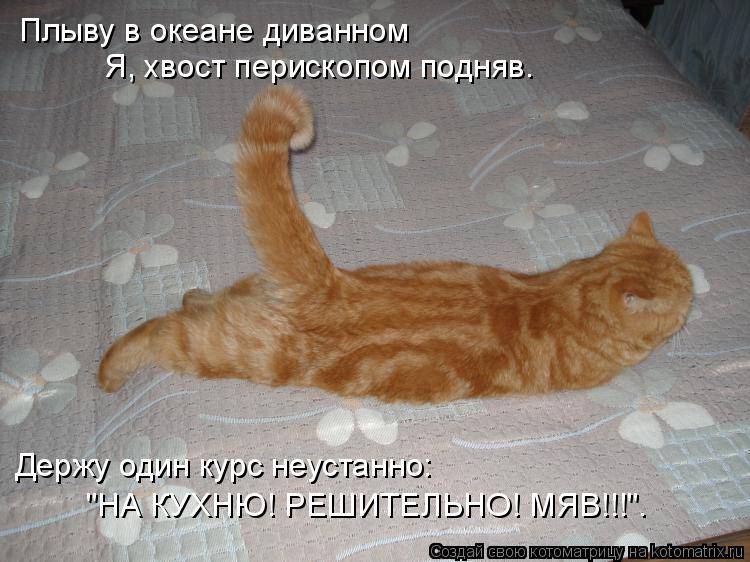 Котоматрица: Плыву в океане диванном Я, хвост перископом подняв. Держу один курс неустанно: "НА КУХНЮ! РЕШИТЕЛЬНО! МЯВ!!!".