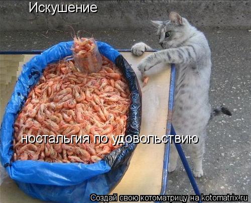Искушение ностальгия по удовольствию... Котоматрица: Искушение ностальгия по удовольствию
