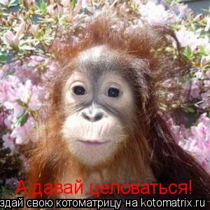 А давай целоваться!... Котоматрица: А давай целоваться!